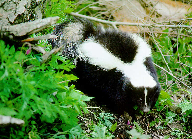 Striped Skunk (Mephitis mephitis) {!--줄무늬스컹크-->; DISPLAY FULL IMAGE.