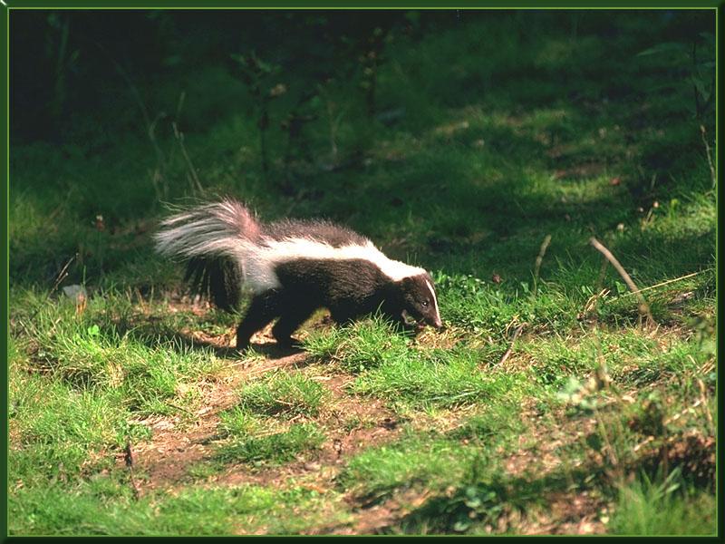 Striped Skunk (Mephitis mephitis) {!--줄무늬스컹크-->; DISPLAY FULL IMAGE.