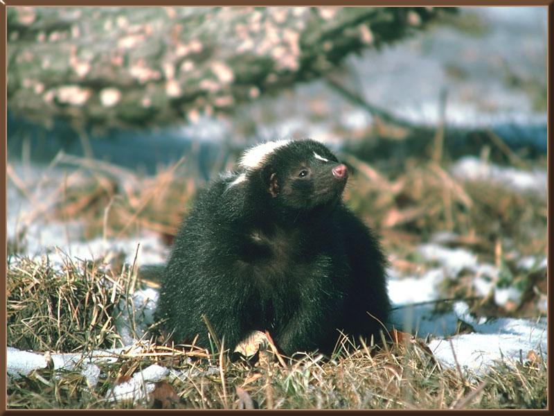 Striped Skunk (Mephitis mephitis) {!--줄무늬스컹크-->; DISPLAY FULL IMAGE.