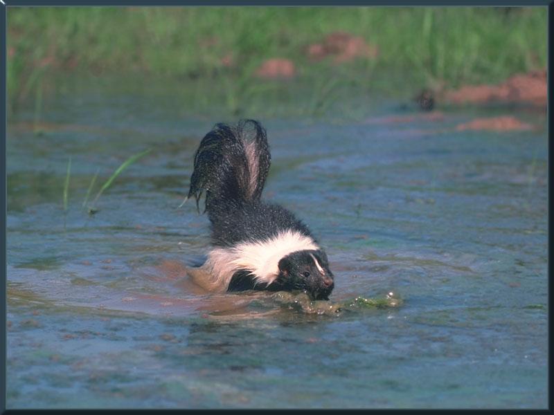 Striped Skunk (Mephitis mephitis) {!--줄무늬스컹크-->; DISPLAY FULL IMAGE.