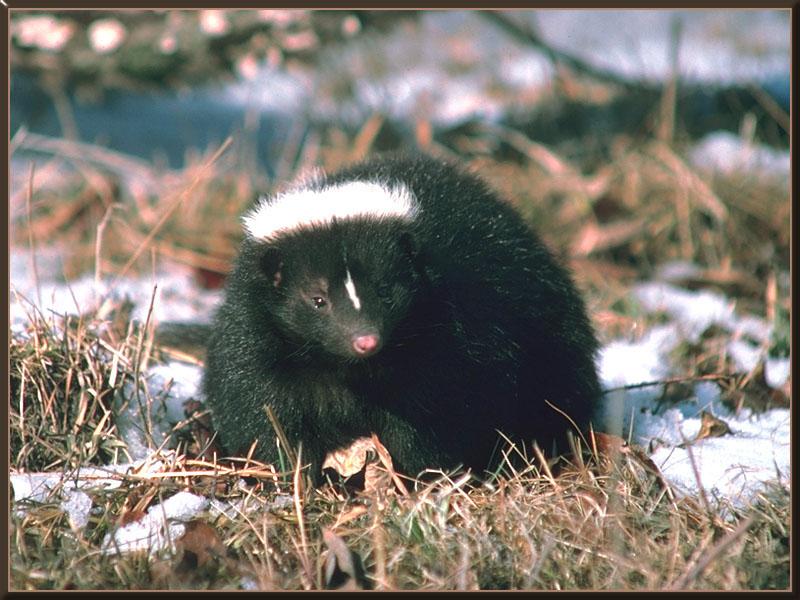 Striped Skunk (Mephitis mephitis) {!--줄무늬스컹크-->; DISPLAY FULL IMAGE.