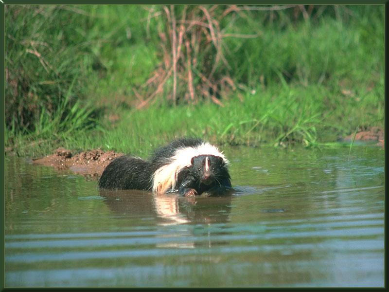 Striped Skunk (Mephitis mephitis) {!--줄무늬스컹크-->; DISPLAY FULL IMAGE.