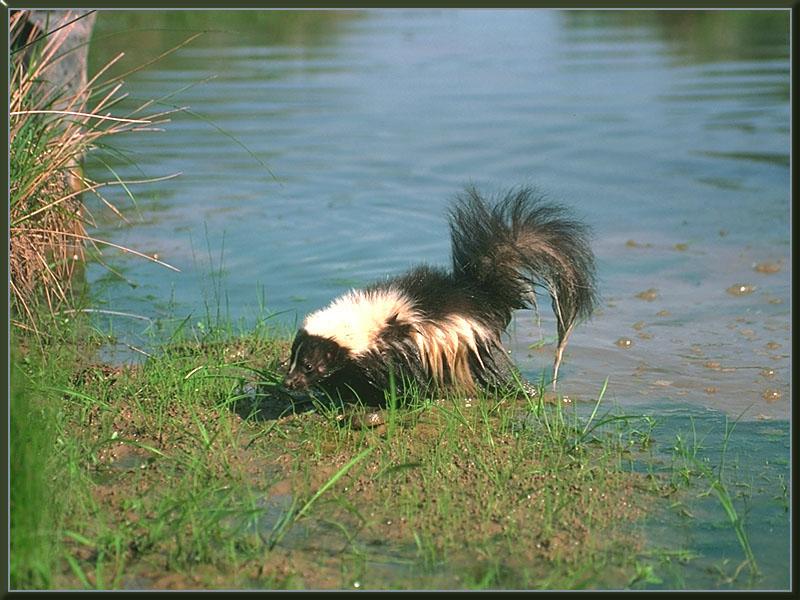 Striped Skunk (Mephitis mephitis) {!--줄무늬스컹크-->; DISPLAY FULL IMAGE.