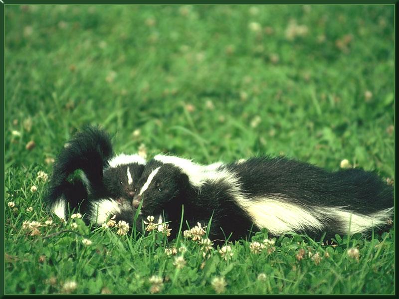 Striped Skunk (Mephitis mephitis) {!--줄무늬스컹크-->; DISPLAY FULL IMAGE.