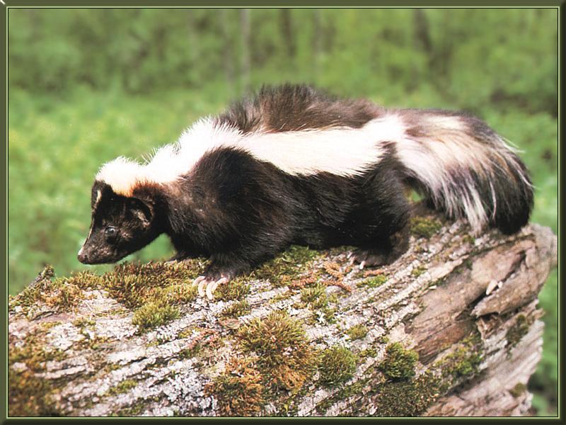 Striped Skunk (Mephitis mephitis) {!--줄무늬스컹크-->; DISPLAY FULL IMAGE.