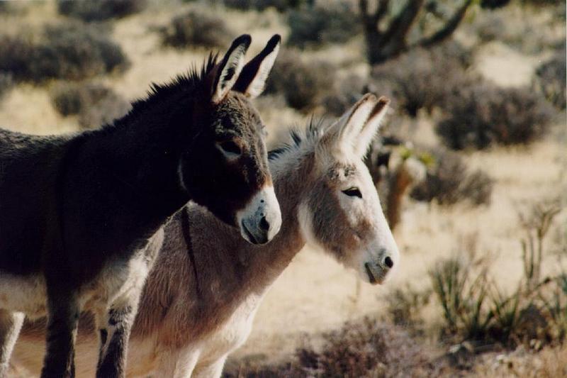 Wild Burro (Equus asinus) {!--당나귀-->; DISPLAY FULL IMAGE.