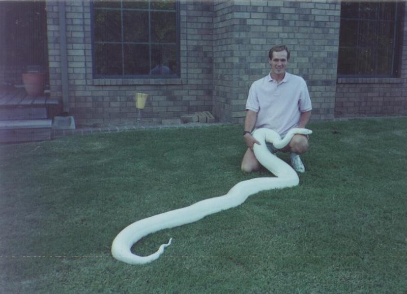 (Albino) Burmese Python (Python molurus bivittatus) {!--버마비단뱀-->; DISPLAY FULL IMAGE.