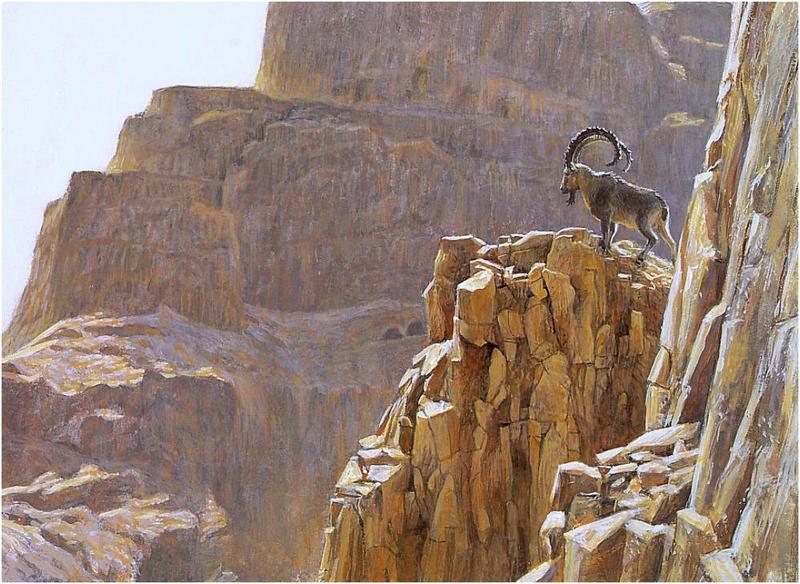 Alpine Ibex (Capra ibex) {!--아이벡스-->; DISPLAY FULL IMAGE.