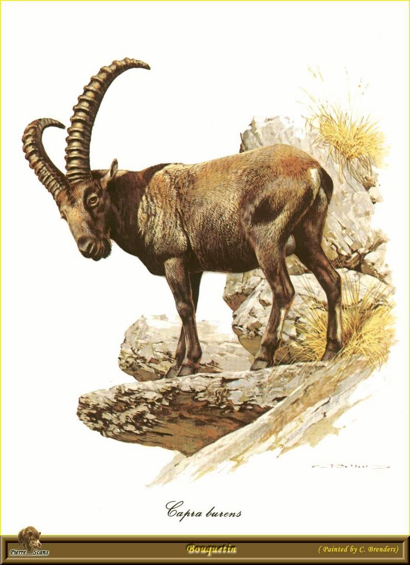 Bouquetin - Alpine Ibex (Capra ibex) {!--아이벡스-->; DISPLAY FULL IMAGE.