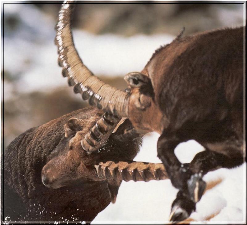 Alpine Ibex (Capra ibex ibex) {!--아이벡스(알프스 아종)-->; DISPLAY FULL IMAGE.