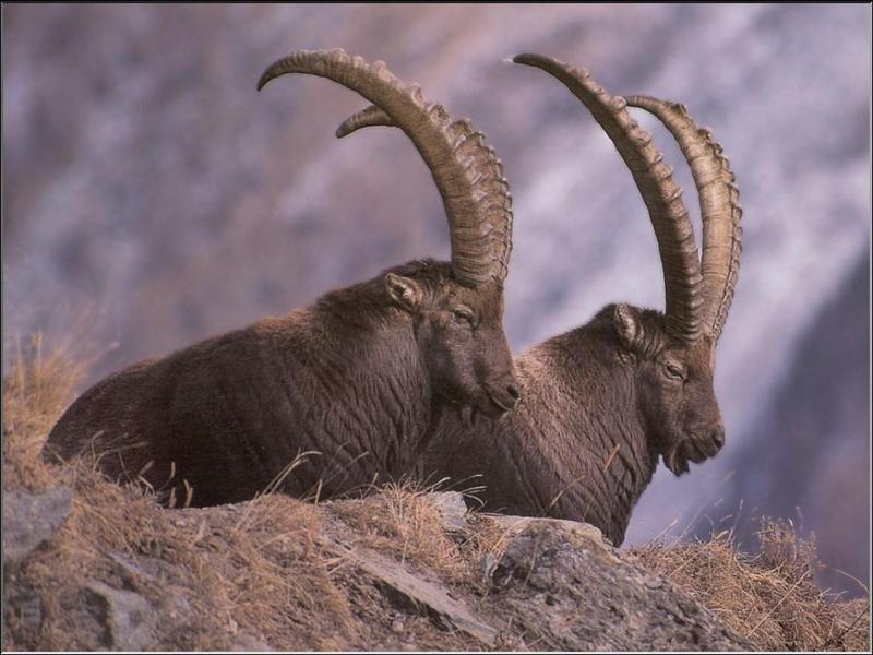 Spanish Ibex (Capra pyrenaica) {!--스페인아이벡스-->; DISPLAY FULL IMAGE.