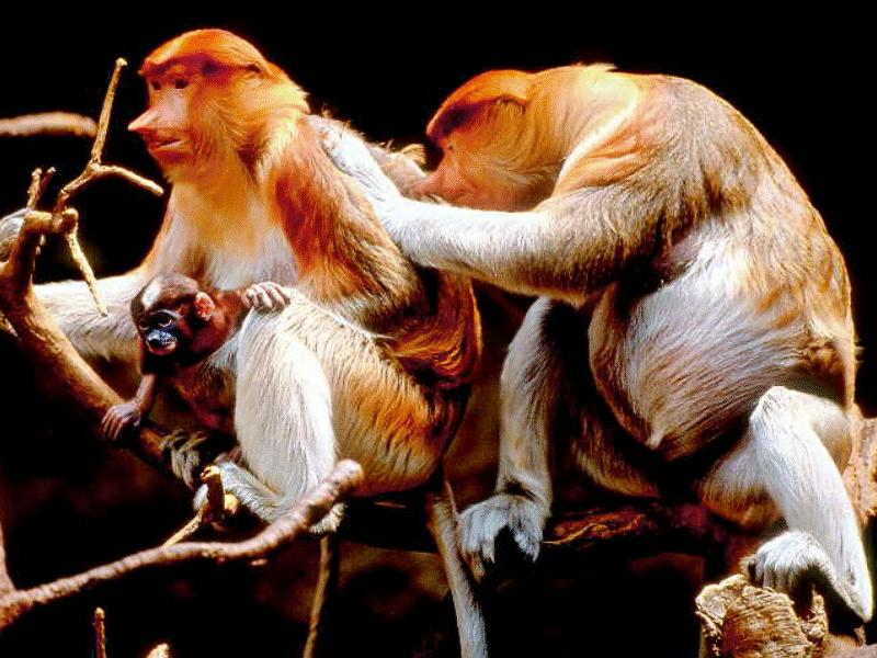 Proboscis Monkey (Nasalis larvatus) {!--코주부원숭이-->; DISPLAY FULL IMAGE.