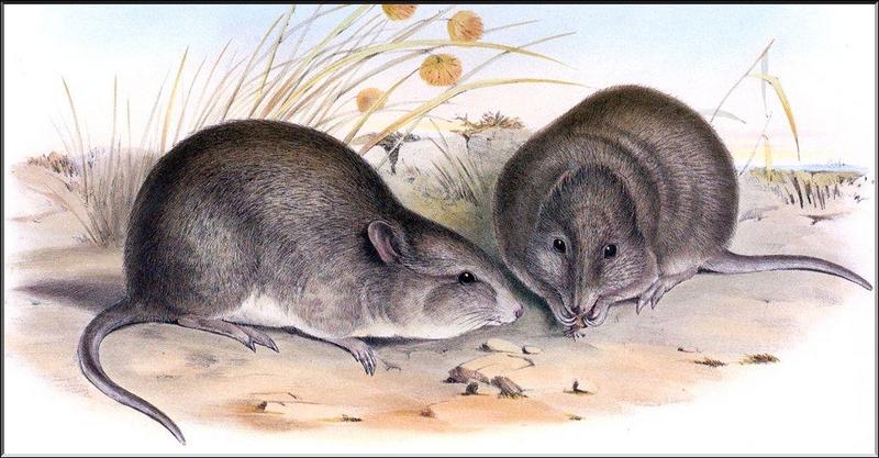 Broad-faced Potoroo (Potorous platyops) {!--큰얼굴쥐캥거루-->; DISPLAY FULL IMAGE.