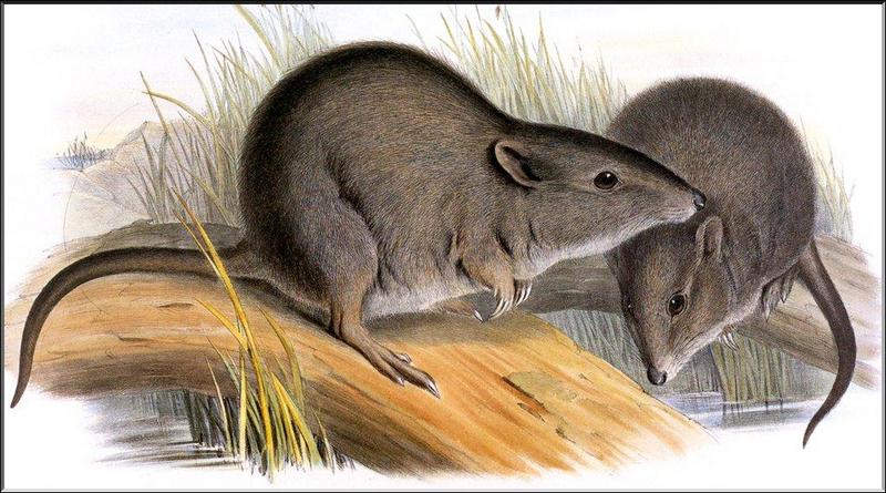 Gilbert's Potoroo (Potorous gilbertii) {!--길버트쥐캥거루-->; DISPLAY FULL IMAGE.