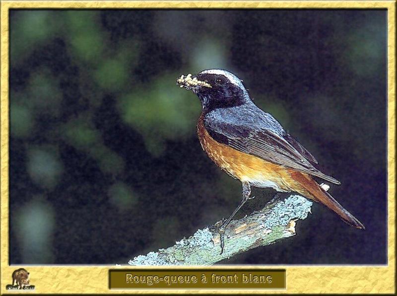 Common Redstart (Phoenicurus phoenicurus) {!--붉은꼬리딱새-->; DISPLAY FULL IMAGE.