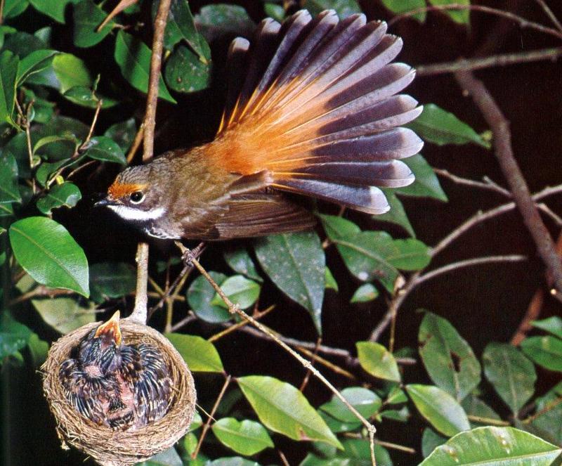 Rufous Fantail (Rhipidura rufifrons) {!--붉은부채꼬리-->; DISPLAY FULL IMAGE.