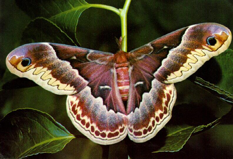 Promethea Moth (Callosamia promethea) {!--프로메테우스누에나방-->; DISPLAY FULL IMAGE.