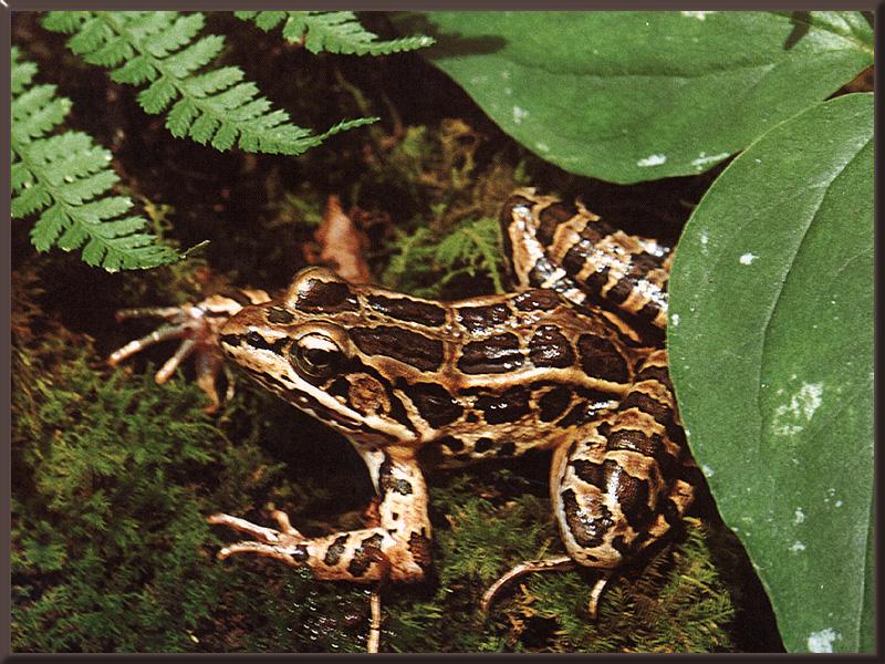 Pickerel Frog (Rana palustris) {!--꼬치개구리(미국)-->; DISPLAY FULL IMAGE.