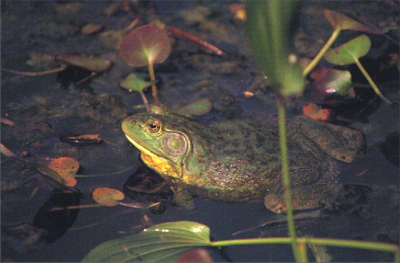 Bullfrog (Rana catesbeiana) {!--황소개구리-->; DISPLAY FULL IMAGE.