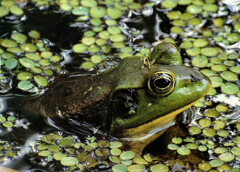 Bullfrog (Rana catesbeiana) {!--황소개구리-->; DISPLAY FULL IMAGE.