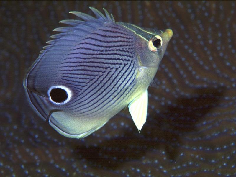 Foureye Butterflyfish (Chaetodon capistratus) {!--네눈나비돔-->; DISPLAY FULL IMAGE.