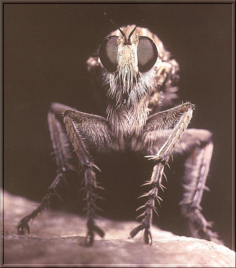Robberfly {!--파리매류-->; DISPLAY FULL IMAGE.