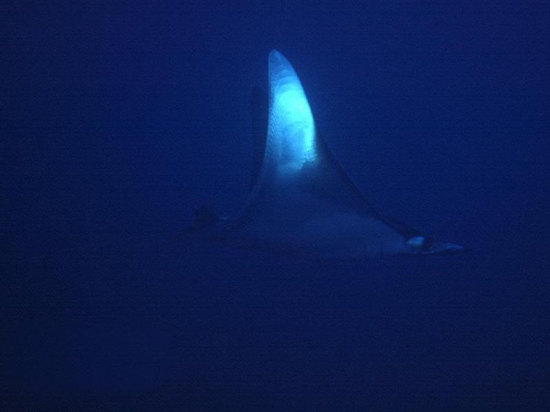 Spotted Eagle Ray (Aetobatus narinari) {!--얼룩매가오리-->; DISPLAY FULL IMAGE.