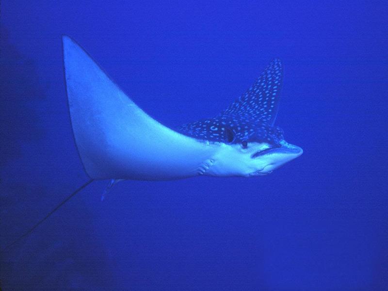 Spotted Eagle Ray (Aetobatus narinari) {!--얼룩매가오리-->; DISPLAY FULL IMAGE.