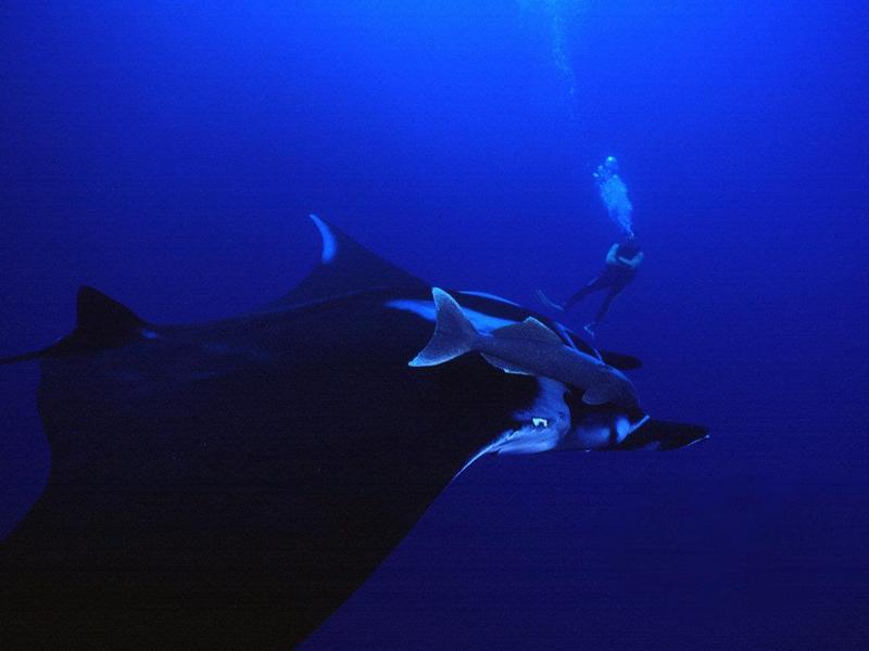 Manta Ray (Manta sp.) {!--쥐가오리류-->; DISPLAY FULL IMAGE.