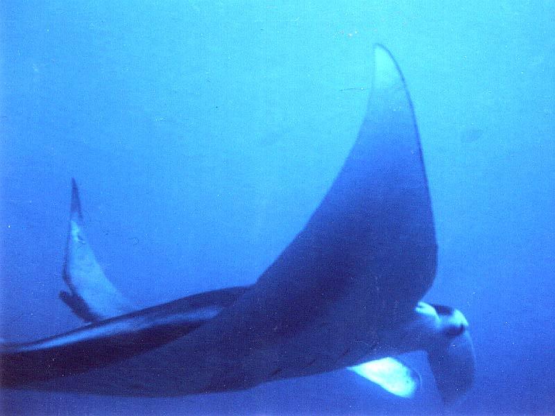 Manta Ray (Manta sp.) {!--쥐가오리류-->; DISPLAY FULL IMAGE.