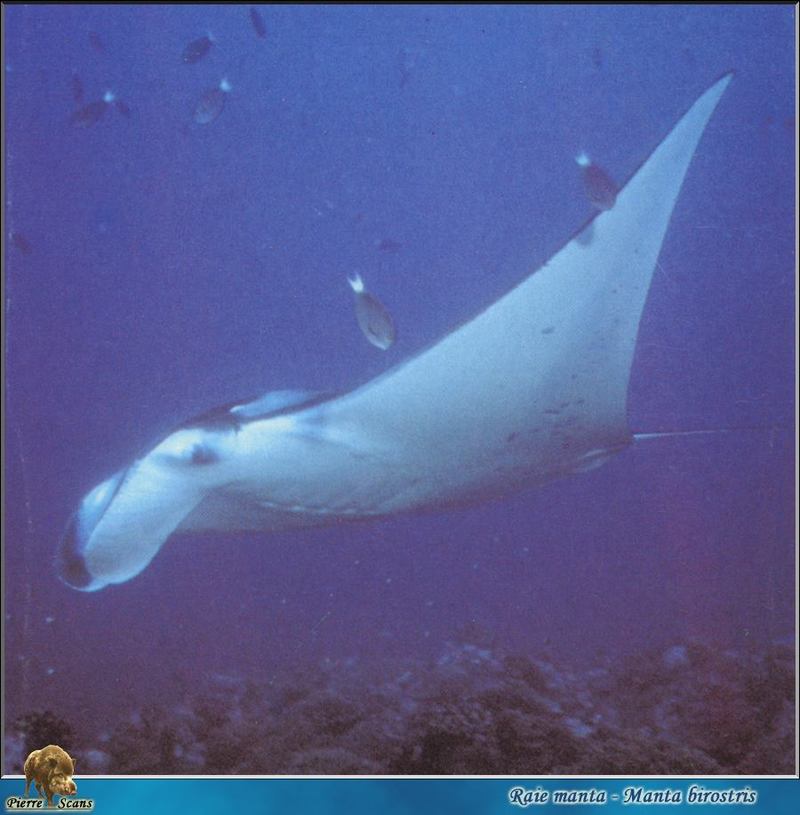 Manta Ray (Manta sp.) {!--쥐가오리류-->; DISPLAY FULL IMAGE.