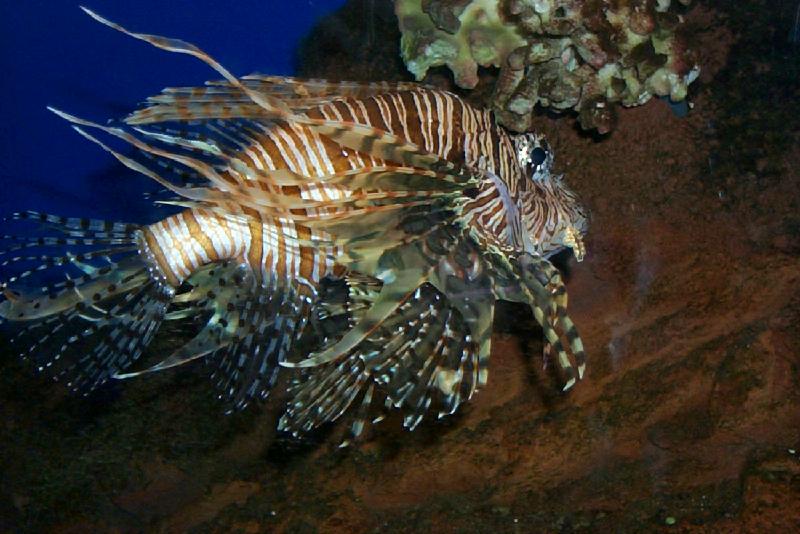 Lionfish (Scorpaenidae) {!--쏠배감펭류-->; DISPLAY FULL IMAGE.