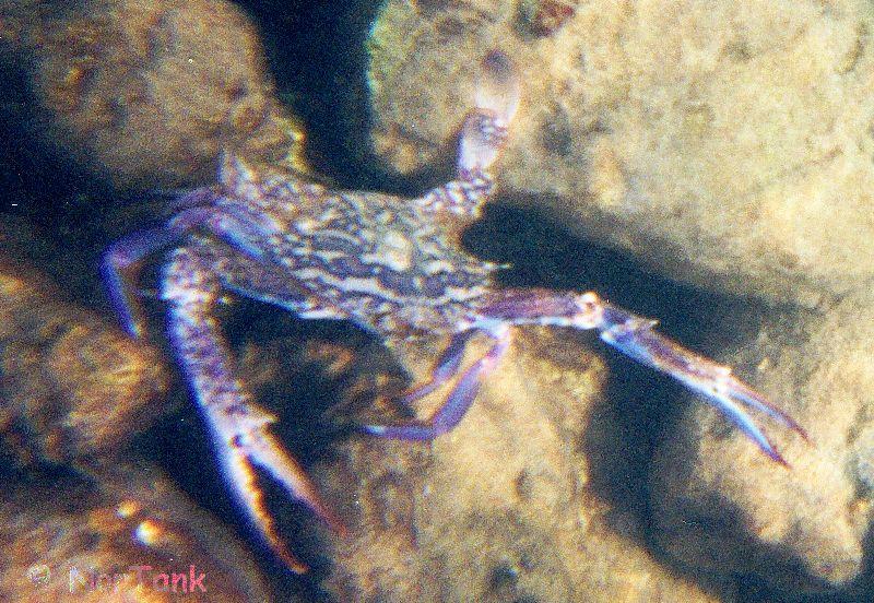 Blue Crab; DISPLAY FULL IMAGE.