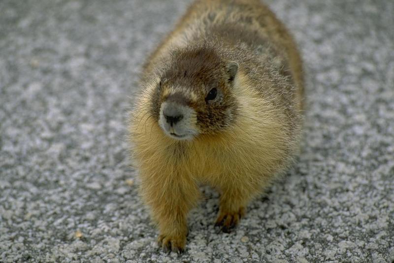 Marmot (Marmota sp.) {!--마못(마모트)-->; DISPLAY FULL IMAGE.