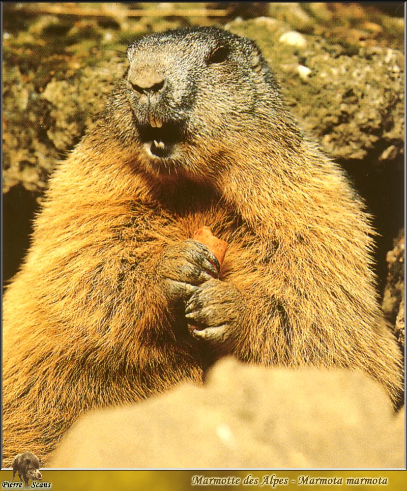 Alpine Marmot (Marmota marmota) {!--알프스마못(알프스마모트)-->; DISPLAY FULL IMAGE.