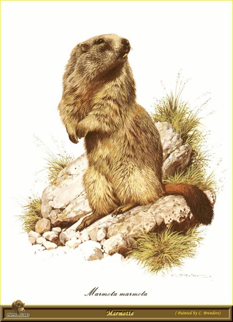 Alpine Marmot (Marmota marmota) {!--알프스마못(알프스마모트)-->; DISPLAY FULL IMAGE.