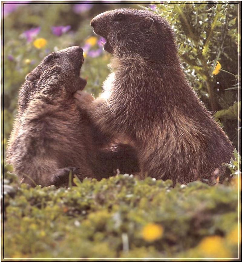 Alpine Marmot (Marmota marmota) {!--알프스마못(알프스마모트)-->; DISPLAY FULL IMAGE.