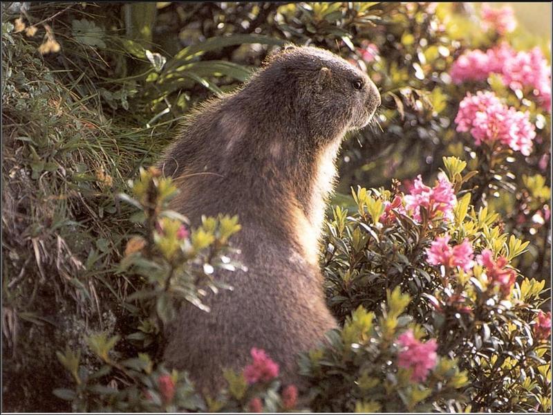 Alpine Marmot (Marmota marmota) {!--알프스마못(알프스마모트)-->; DISPLAY FULL IMAGE.