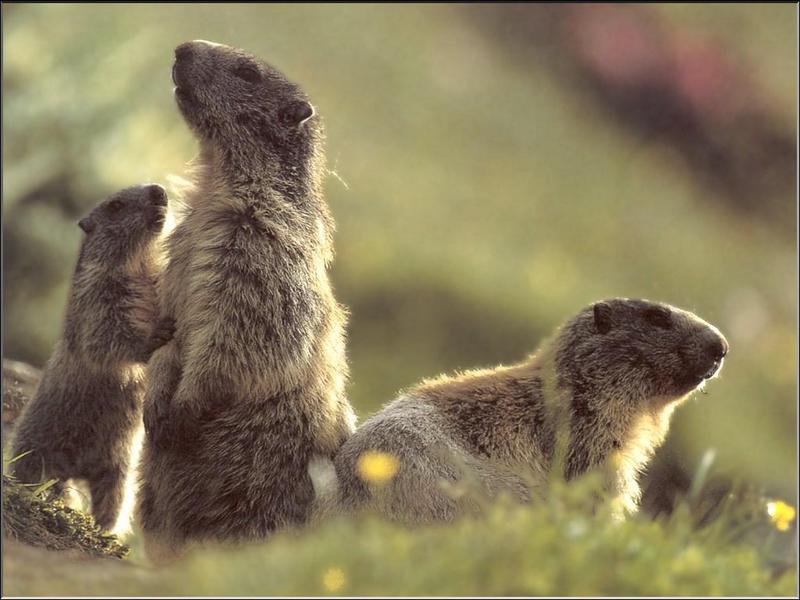 Alpine Marmot (Marmota marmota) {!--알프스마못(알프스마모트)-->; DISPLAY FULL IMAGE.