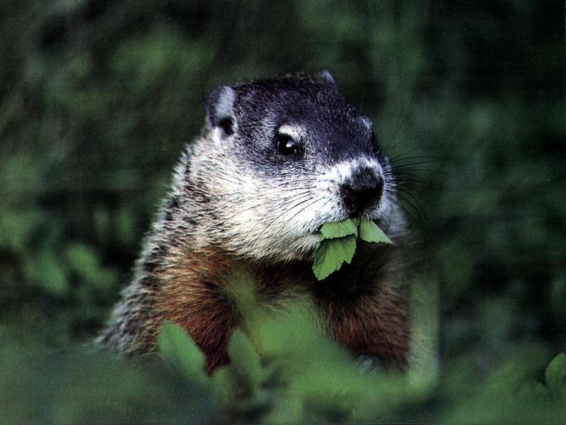 Yellow-bellied Marmot (Marmota flaviventris) {!--노란배마모트-->; DISPLAY FULL IMAGE.
