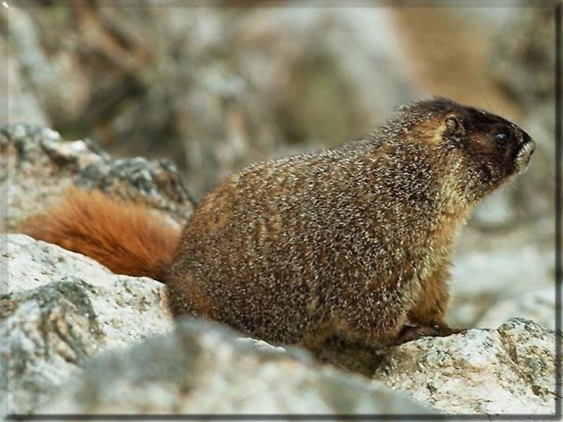 Hoary Marmot (Marmota caligata) {!--알락마모트-->; DISPLAY FULL IMAGE.