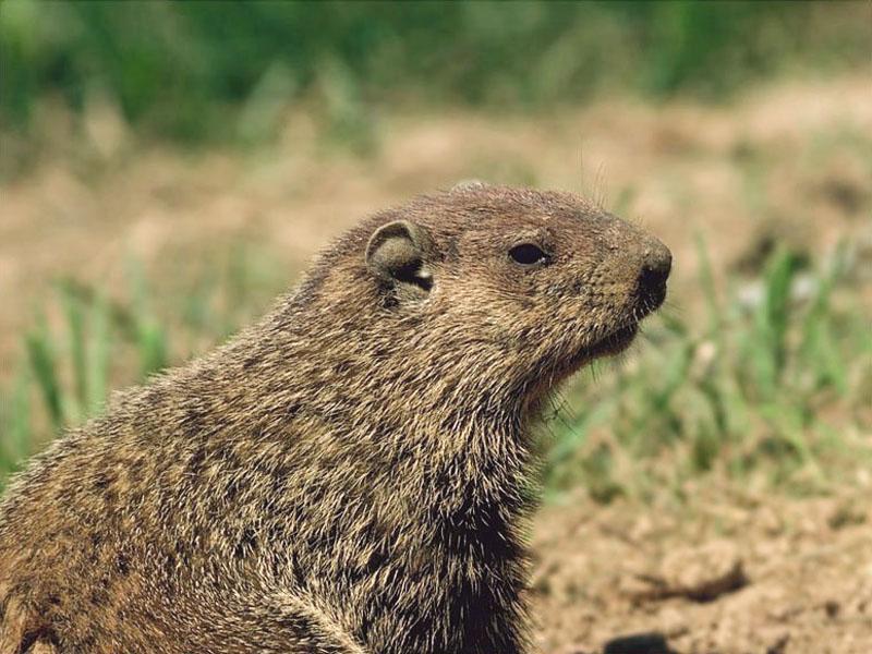 Woodchuck/Groundhog (Marmota monax) {!--북미마모트/우드척/그라운드혹-->; DISPLAY FULL IMAGE.