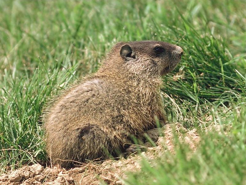 Woodchuck/Groundhog (Marmota monax) {!--북미마모트/우드척/그라운드혹-->; DISPLAY FULL IMAGE.