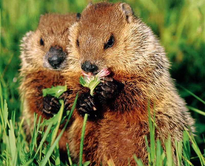 Woodchuck/Groundhog (Marmota monax) {!--북미마모트/우드척/그라운드혹-->; DISPLAY FULL IMAGE.