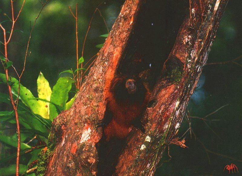 Black-faced Lion Tamarin (Leontopithecus caissara) {!--검은머리사자비단원숭이-->; DISPLAY FULL IMAGE.