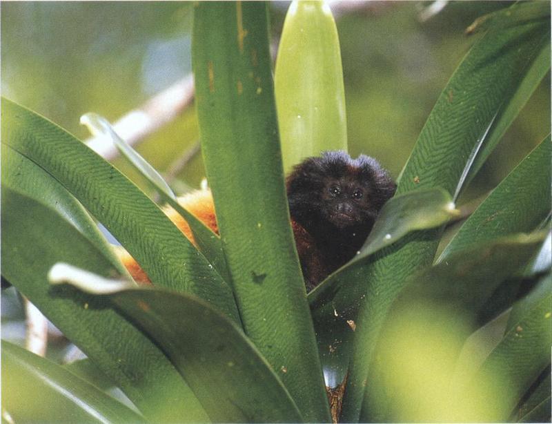 Black-faced Lion Tamarin (Leontopithecus caissara) {!--검은머리사자비단원숭이-->; DISPLAY FULL IMAGE.