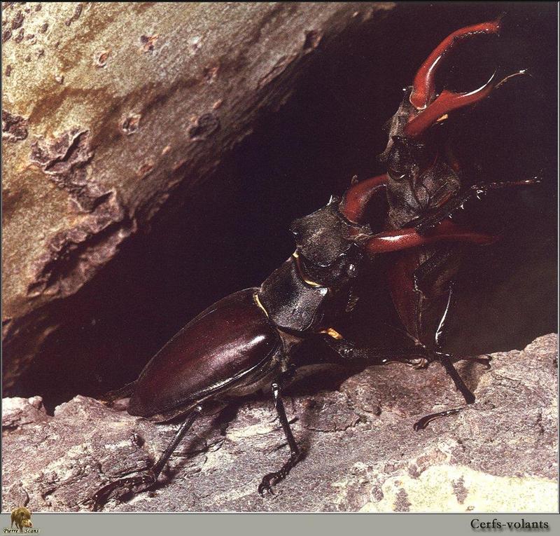 European Stag Beetle (Lucanus cervus) {!--유럽사슴벌레-->; DISPLAY FULL IMAGE.