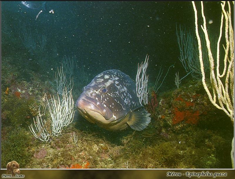 Dusky Grouper (Epinephelus marginatus) {!--바리류-->; DISPLAY FULL IMAGE.