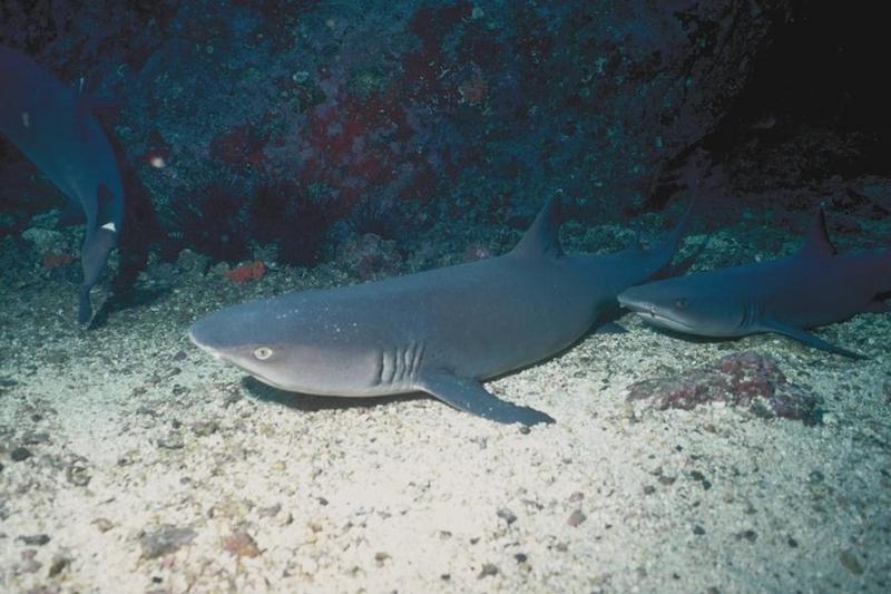 Whitetip Reef Shark (Triaenodon obesus) {!--백기암초상어-->; DISPLAY FULL IMAGE.