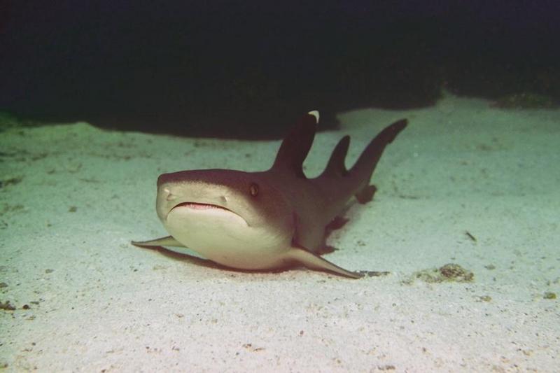 Whitetip Reef Shark (Triaenodon obesus) {!--백기암초상어-->; DISPLAY FULL IMAGE.